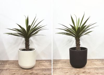 植物は同じで器の色が右が黒、左が白色