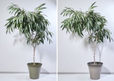 背が高い植物は同じで器の色が右はブラウン、左はオリーブ