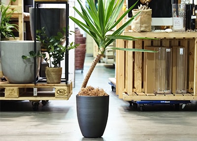 真ん中に黒い大型花器に入った観葉植物