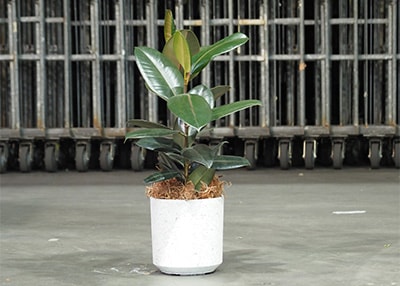 真ん中に白い大型花器に入った観葉植物