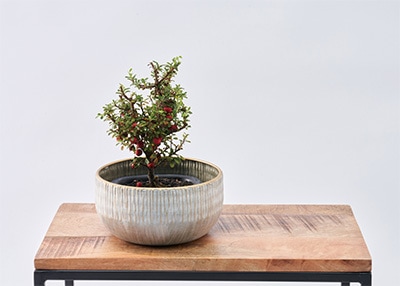 白い鉄製花器に盆栽風