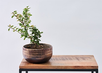 ブラックゴールドの鉄製花器に盆栽風