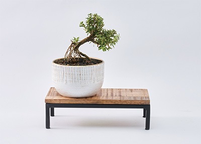 白い小さ目の鉄製花器に盆栽風