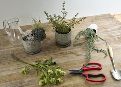 鉄製植木鉢に植えている様子ハサミも見える