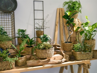 ホグラバスケットの中に寄せ鉢