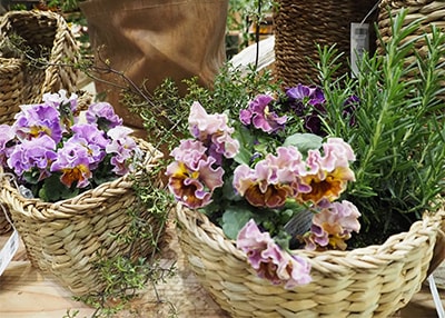 ピンクのラッピングに赤いバラ