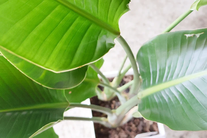 観葉植物の葉ディテール