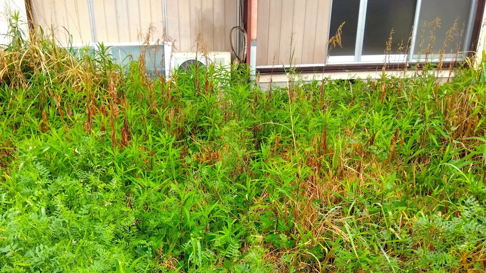 雑草が生い茂る住宅の庭の画像