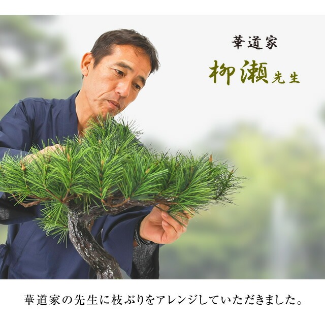 アレンジ盆栽 富士の松