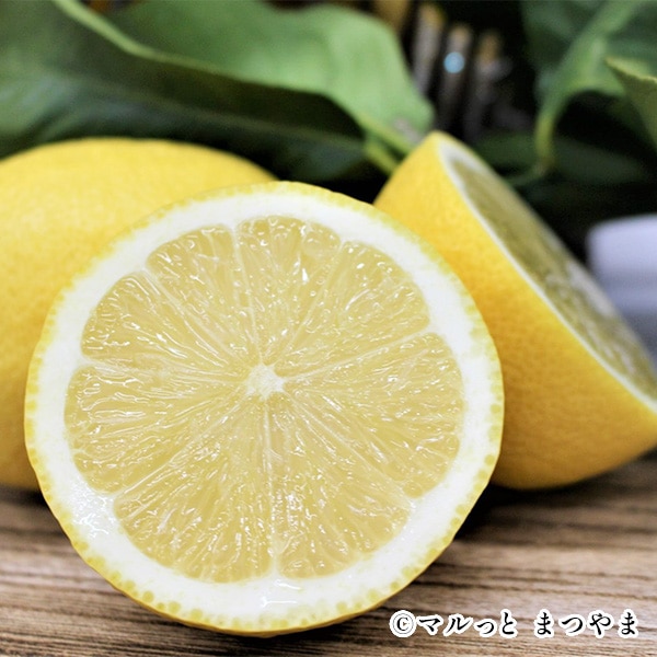 松山 興居島 木成り完熟レモンゼリー | スイーツ・フルーツ | 愛媛の