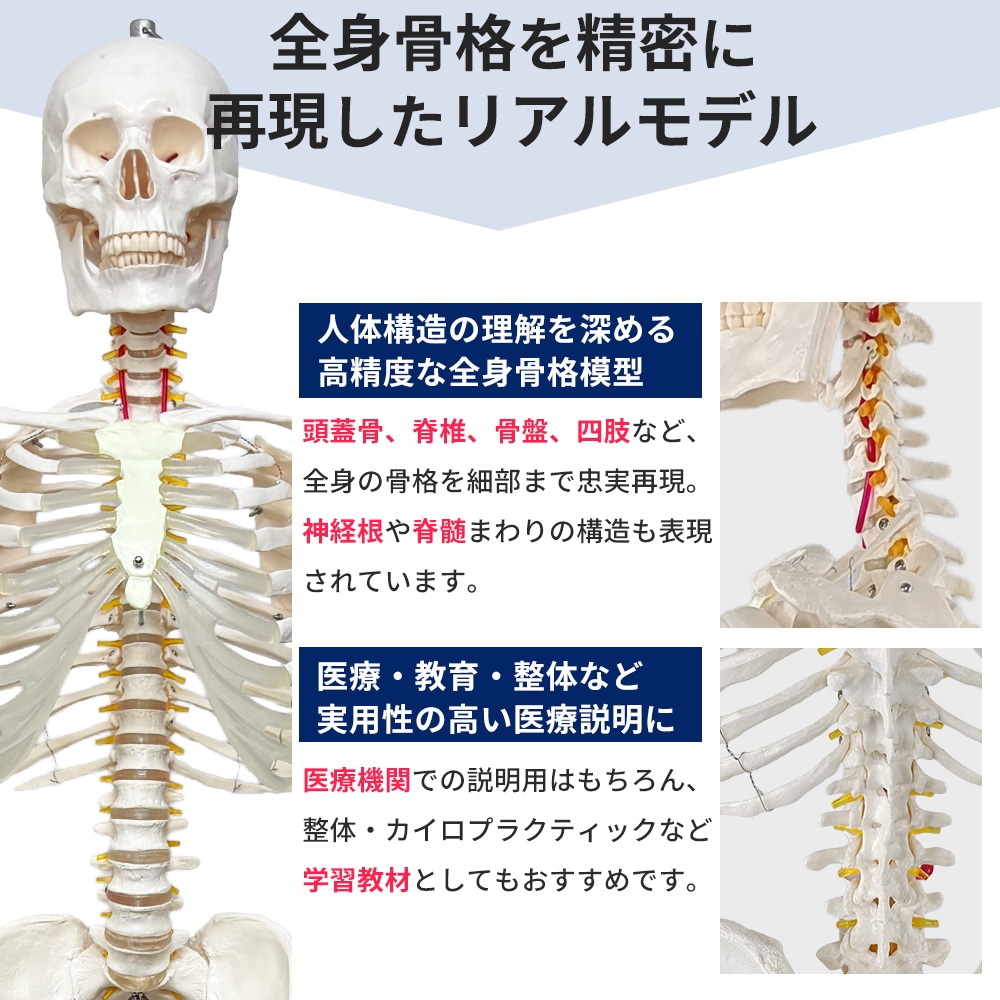 実物大 人体骨格模型　右下肢骨モデル 楽天市場】【楽天1位】人体模型 骨格模型 骨 等身大 身長約166cm