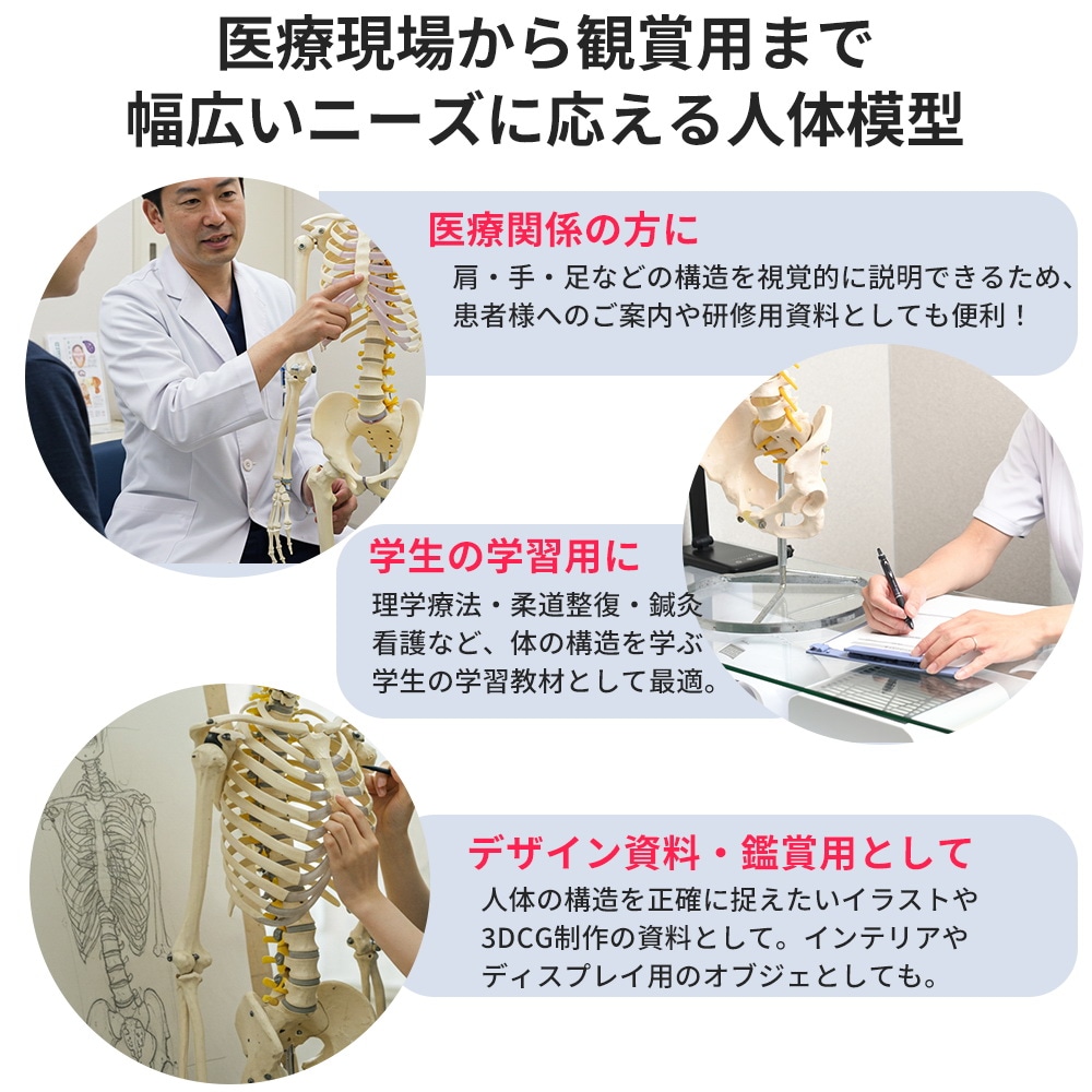 人体模型 骨格模型 等身大 全長177cm 骨格標本 人体骨格模型 吊り下げ
