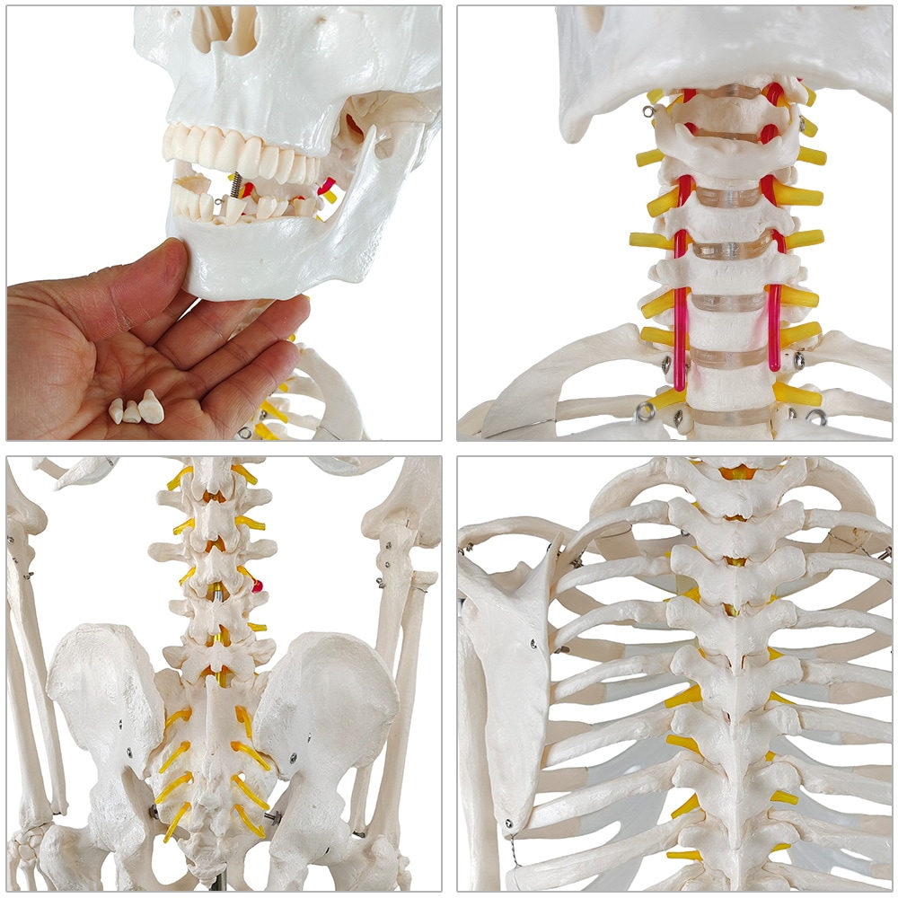 人体模型 骨格模型 等身大 全長177cm 骨格標本 人体骨格模型 吊り下げ