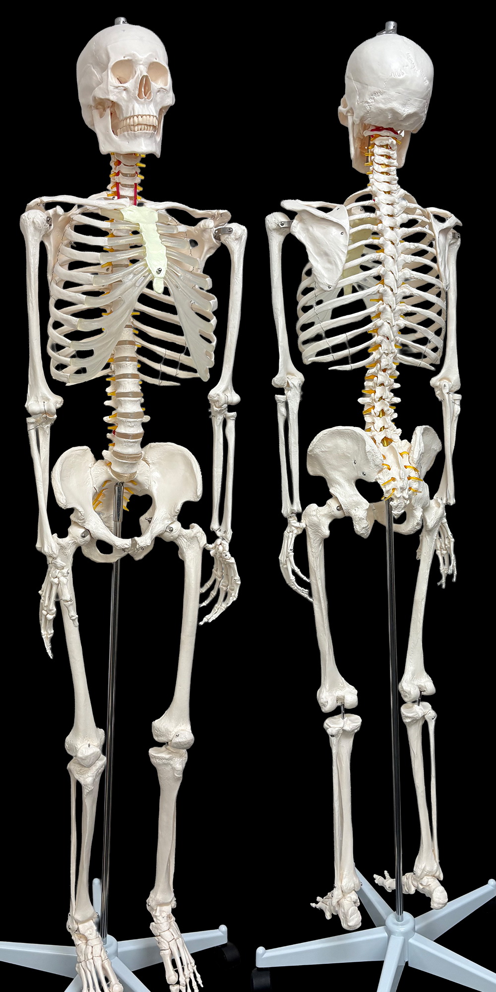 骨格人体模型（等身大） 人体模型 骨格模型 等身大 全長177cm 骨格標本 人体骨格模型 吊り下げ
