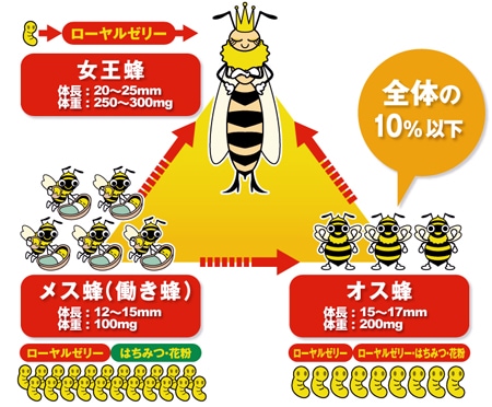 ミツバチの社会