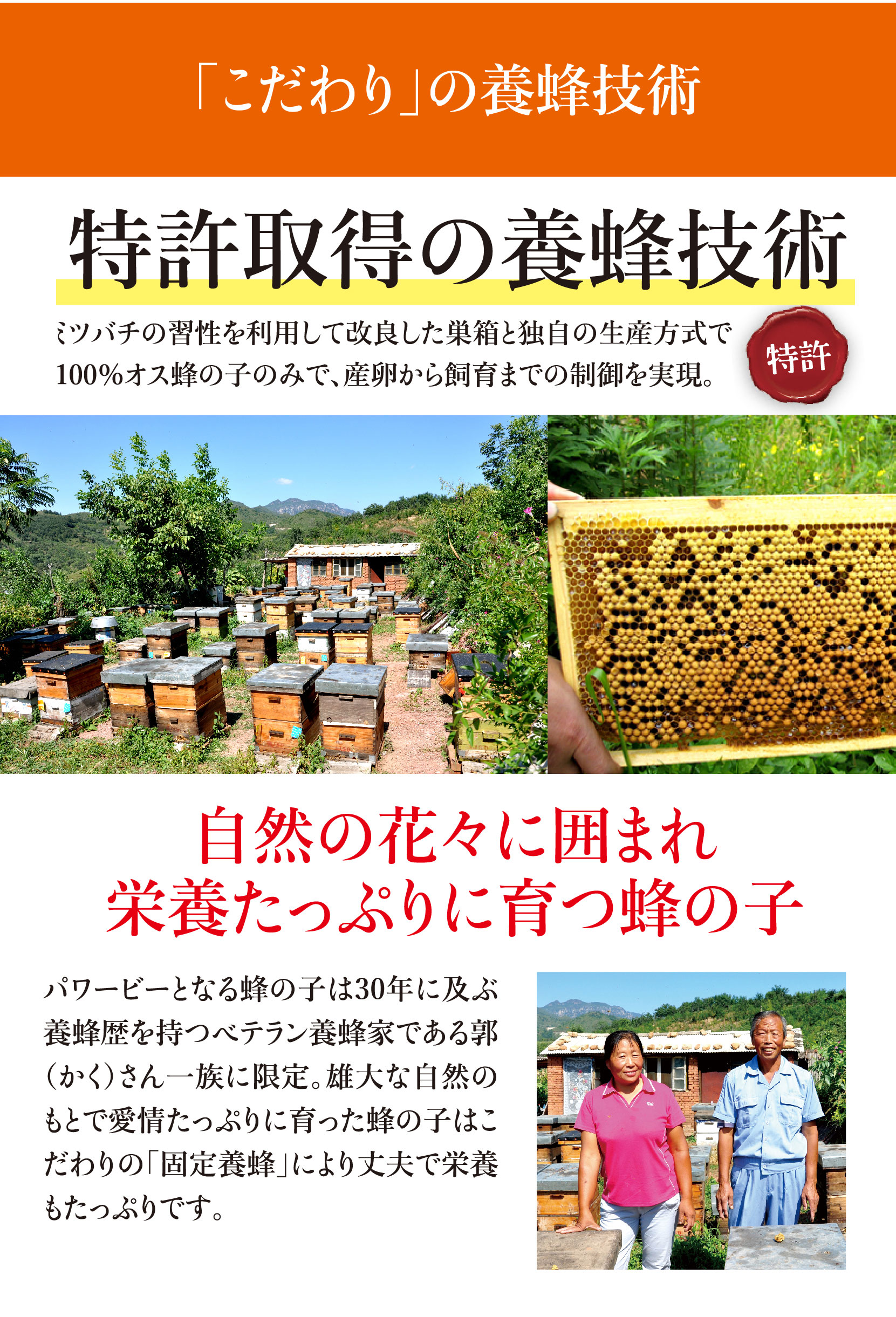 こだわりの養蜂技術、特許取得、自然に囲まれた環境で、栄養たっぷりに育つ蜂の子