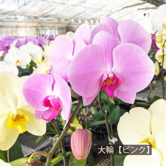 大輪　ピンク