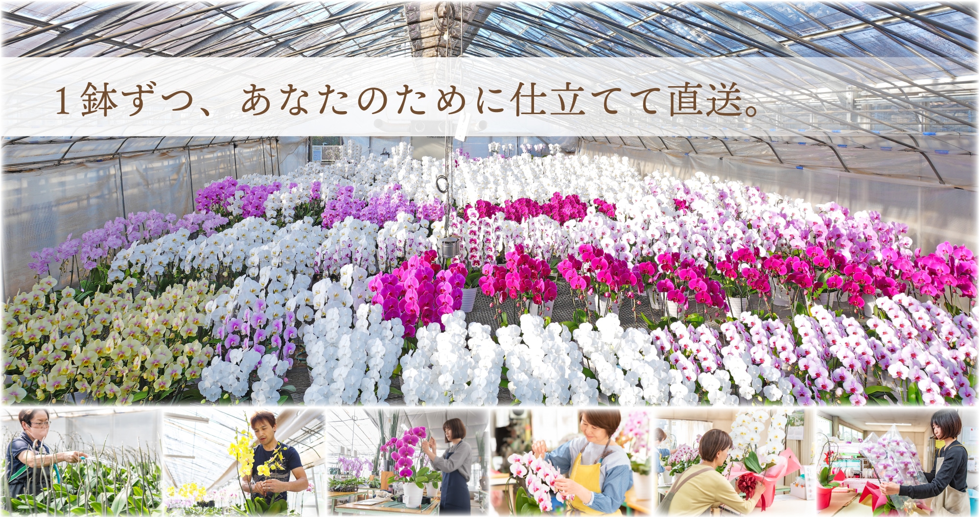 農園とスタッフの画像