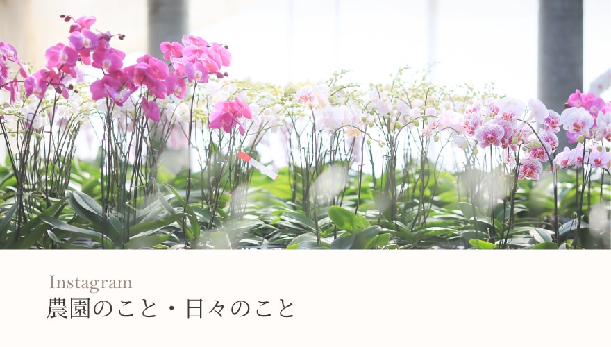 農園のこと・日々のこと