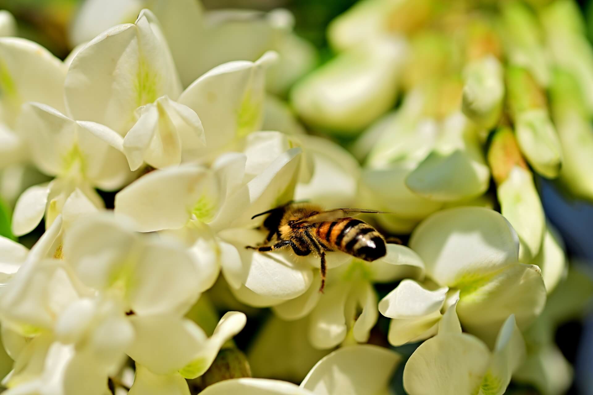 �񻺤Ϥ��ߤĤ��ʼ��򺸱��������װ�