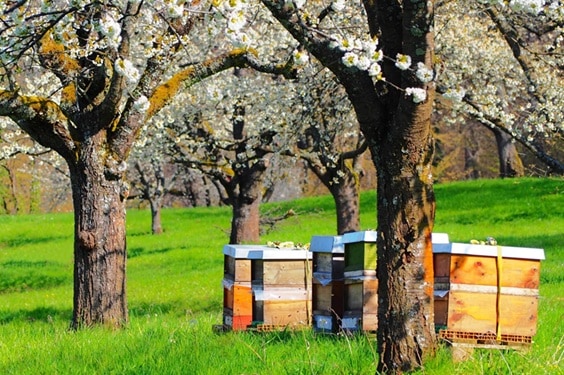 ���ϤδĶ����Ϥ��ߤĤ���̣���Ѥ��롪̣�襤�˰㤤�����ޤ����ͳ