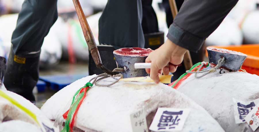 マグロの目利きによるグレード選別