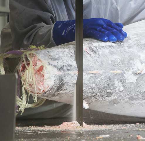 マグロを選別する福一の職人の目利き