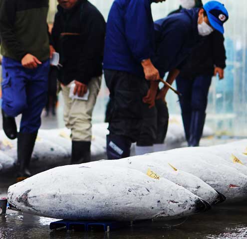 焼津港でのミナミマグロの競り風景