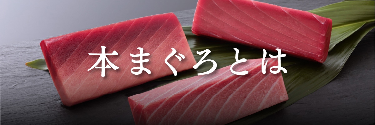 マグロの種類