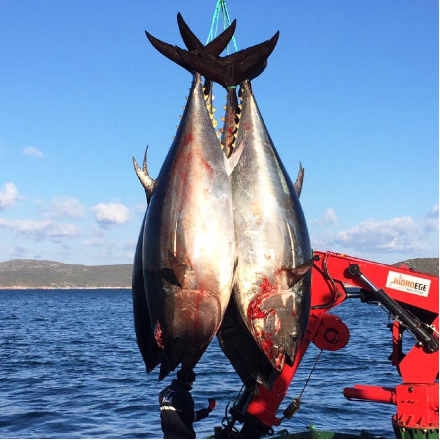 養殖：イメージ