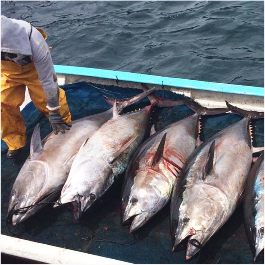 養殖：イメージ