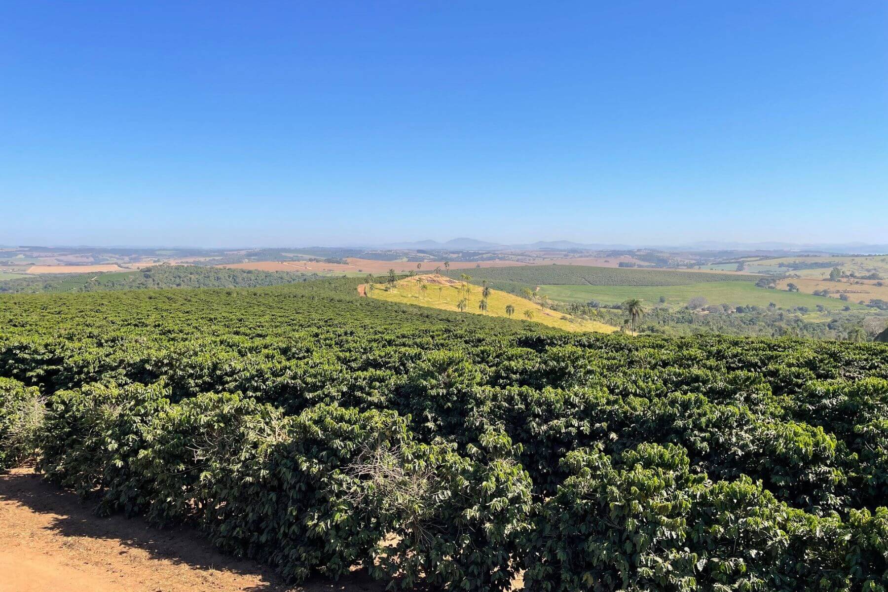 ブラジル ベラビスタ農園