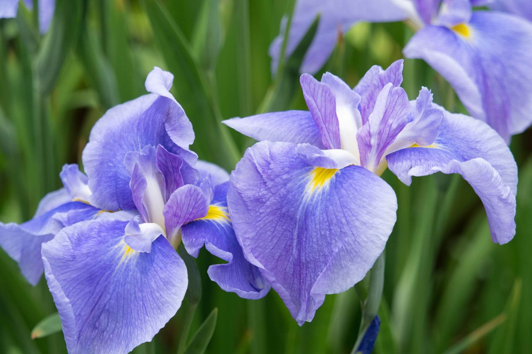 花菖蒲