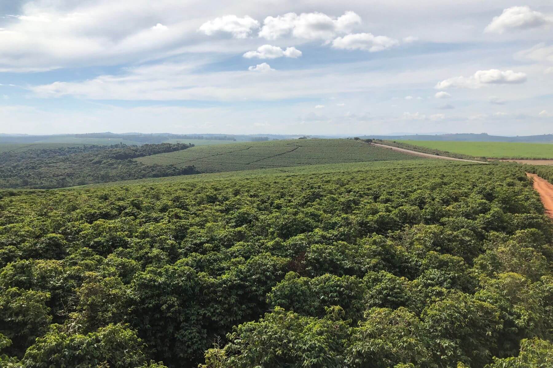 ブラジル モンテアレグレ農園