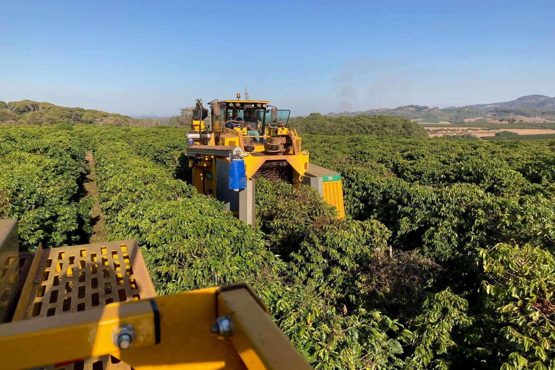 ブラジル モンテアレグレ農園