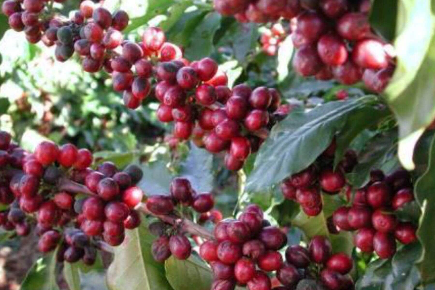 ブラジル モンテアレグレ農園 コーヒーチェリー