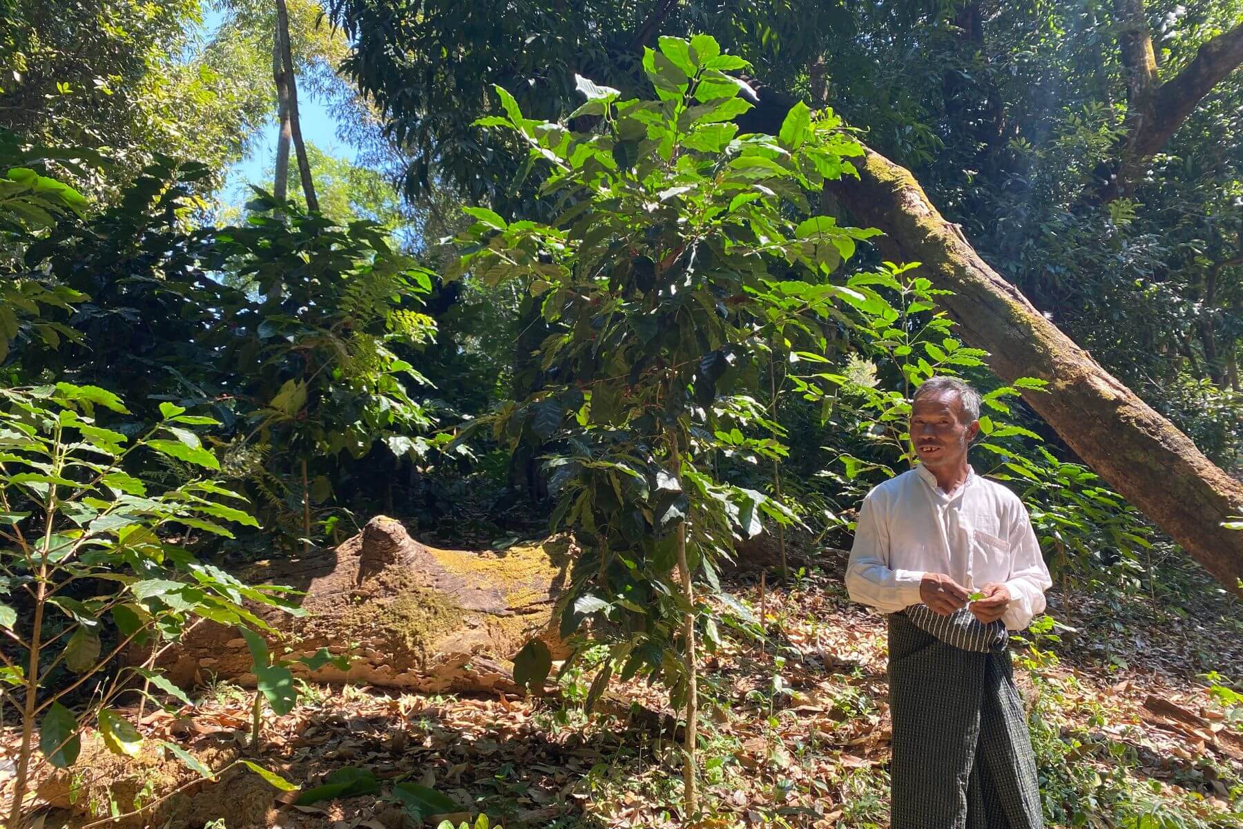 ミャンマー シャン州 ユアンガン ミャポソ村