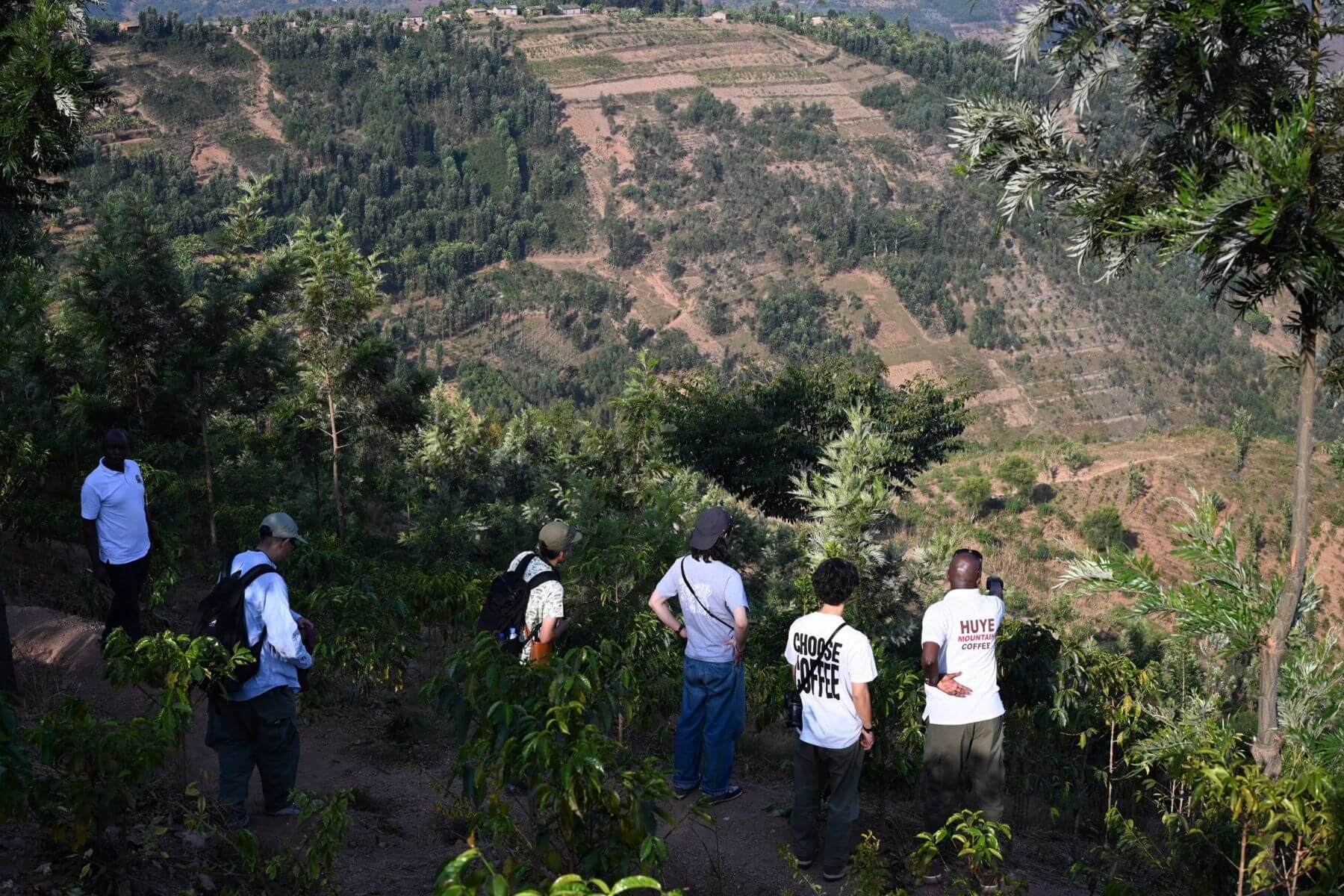 ルワンダ コーヒー農園