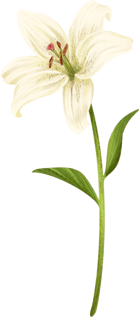 百合の花のイラスト