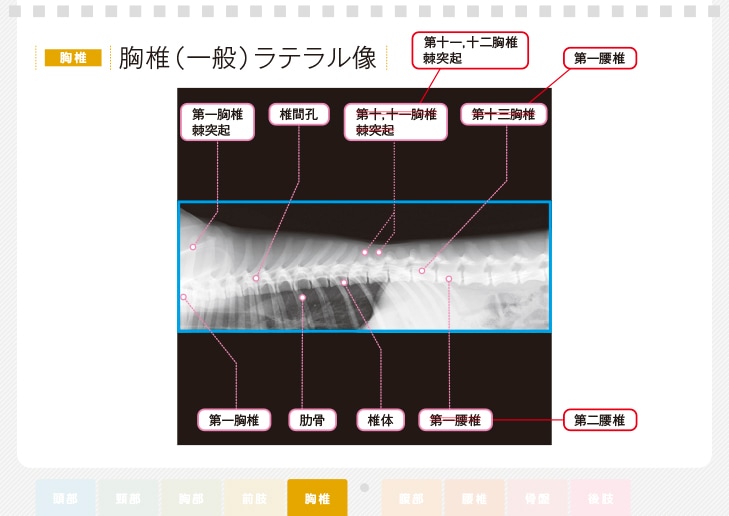 正誤表│獣医学書籍・雑誌・本の出版社 学窓社