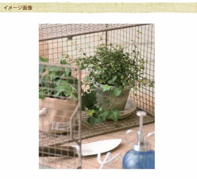 ����ƥ����������ǥ�Х����åȡ�L��������ľ��30cm  ���������� �������� ������졡������� ���� �ǥ����ץ쥤 ���֥��� �İ��� �����ǥ� �����ǥ˥� �������ƥꥢ  