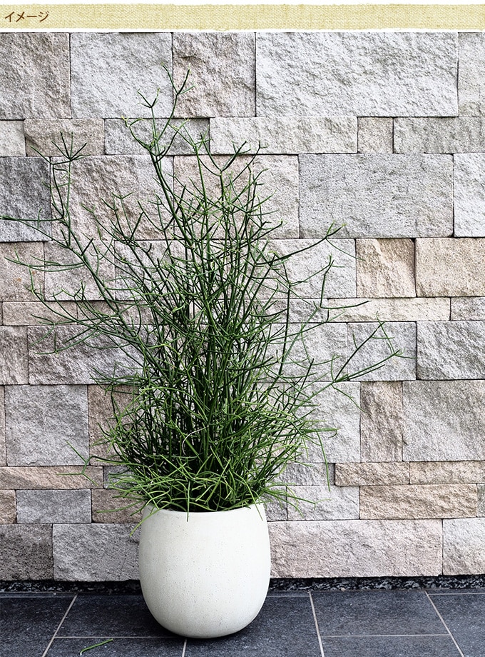 ����ȥ�󥹥ץ�󥿡����ݤ����礭����ľ��55cm  ȭ �緿 ���� �ץ�󥿡� ����ץ� ����ȭ 18�� ��Υȡ��� ���� �Х륳�ˡ� �٥���  