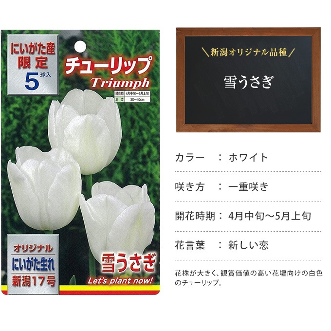 チューリップ球根 雪うさぎ 5球セット Sale 球根 チューリップ秋植え 栽培 花壇 趣味 園芸 キュウコン 白 ホワイト 秋に植える 春に咲く ガーデニング 庭 ベランダ ガーデニング 球根 種 ガーデン用品屋さん