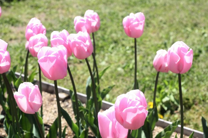 チューリップ球根 ピンクダイヤモンド 5球セット 球根 チューリップ秋植え 栽培 花壇 趣味 園芸 キュウコン ピンク 秋に植える 春に咲く ガーデニング 庭 ベランダ ピンクダイアモンド ガーデニング 球根 種 ガーデン用品屋さん