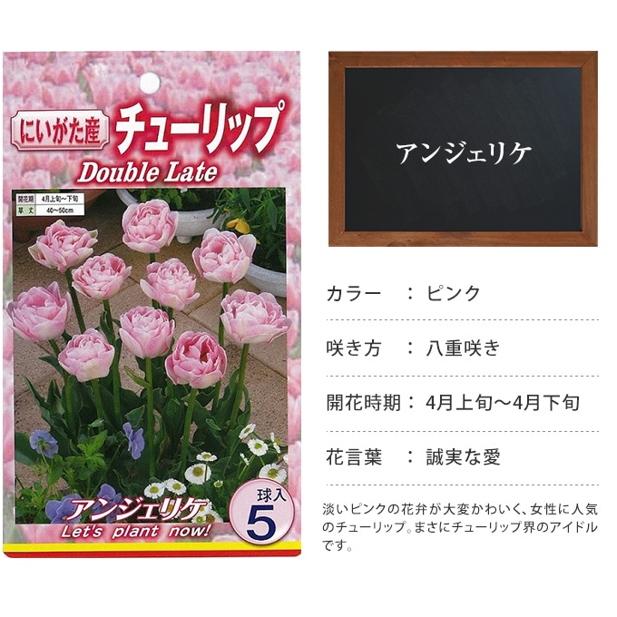 本物の 八重咲きチューリップ アンジェリケ 球根 5球入り 植え付け時期12月下旬まで 予約販売10月下旬頃発送予定