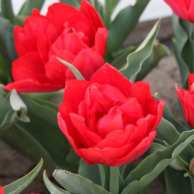 チューリップ球根 アバ 5球セット 球根 チューリップ秋植え 栽培 花壇 趣味 園芸 キュウコン 赤 レッド 秋に植える 春に咲く ガーデニング 庭 ベランダ ガーデニング 球根 種 ガーデン用品屋さん