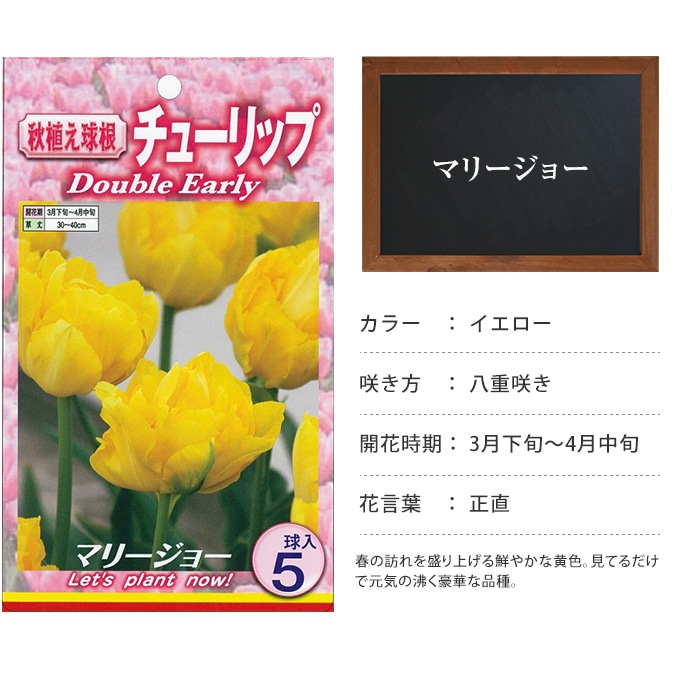 チューリップ球根 マリージョー 5球セット 球根 チューリップ秋植え 栽培 花壇 趣味 園芸 キュウコン 黄色 イエロー 秋に植える 春に咲く ガーデニング 庭 ベランダ ガーデニング 球根 種 ガーデン用品屋さん