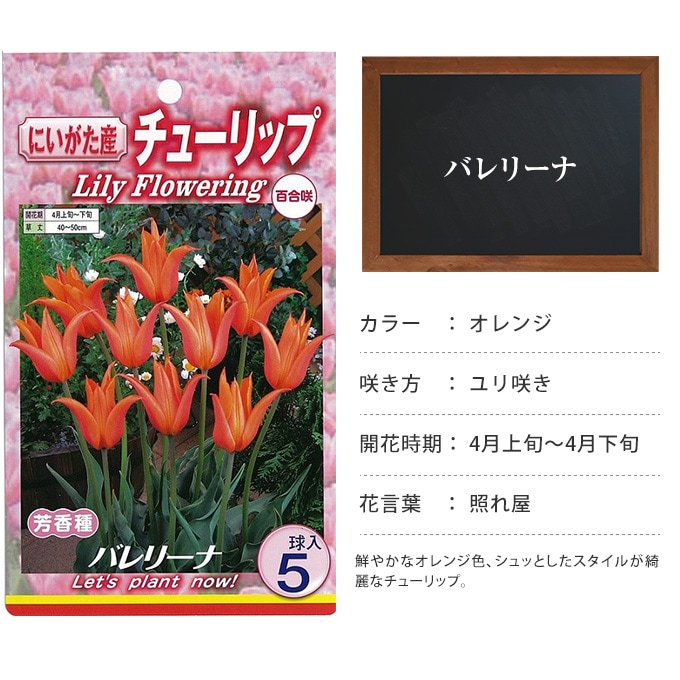 チューリップ球根 バレリーナ 5球セット 球根 チューリップ秋植え 栽培 花壇 趣味 園芸 キュウコン オレンジ 秋に植える 春に咲く ガーデニング 庭 ベランダ ガーデニング 球根 種 ガーデン用品屋さん