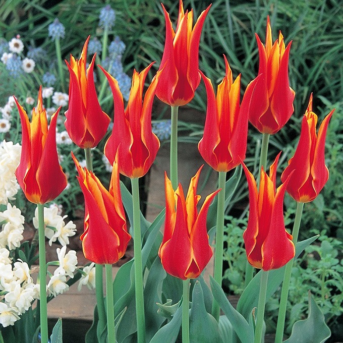 チューリップ球根 フライアウェイ 5球セット 球根 チューリップ秋植え 栽培 花壇 趣味 園芸 キュウコン 赤 黄色 レッド イエロー 秋に植える 春に咲く ガーデニング 庭 ベランダ ガーデニング 球根 種 ガーデン用品屋さん