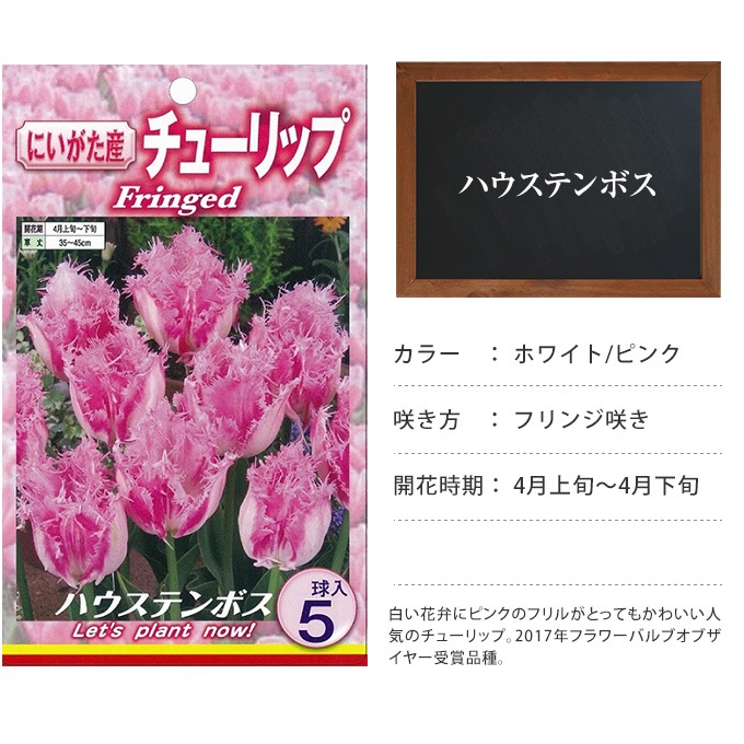 チューリップ球根 ハウステンボス 5球セット ピンク 球根 チューリップ秋植え 栽培 花壇 趣味 園芸 キュウコン 白 ホワイト ピンク 秋に植える 春に咲く ガーデニング 庭 ベランダ ガーデニング 球根 種 ガーデン用品屋さん